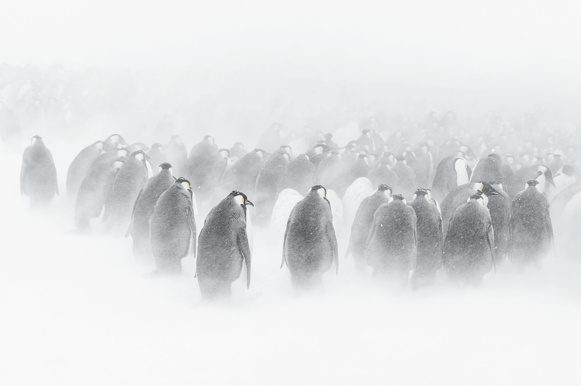 Vincent Munier (né en 1976), Manchots empereurs, Terre Adélie, Antarctique, 2015. Photo service de presse. © Vincent Munier