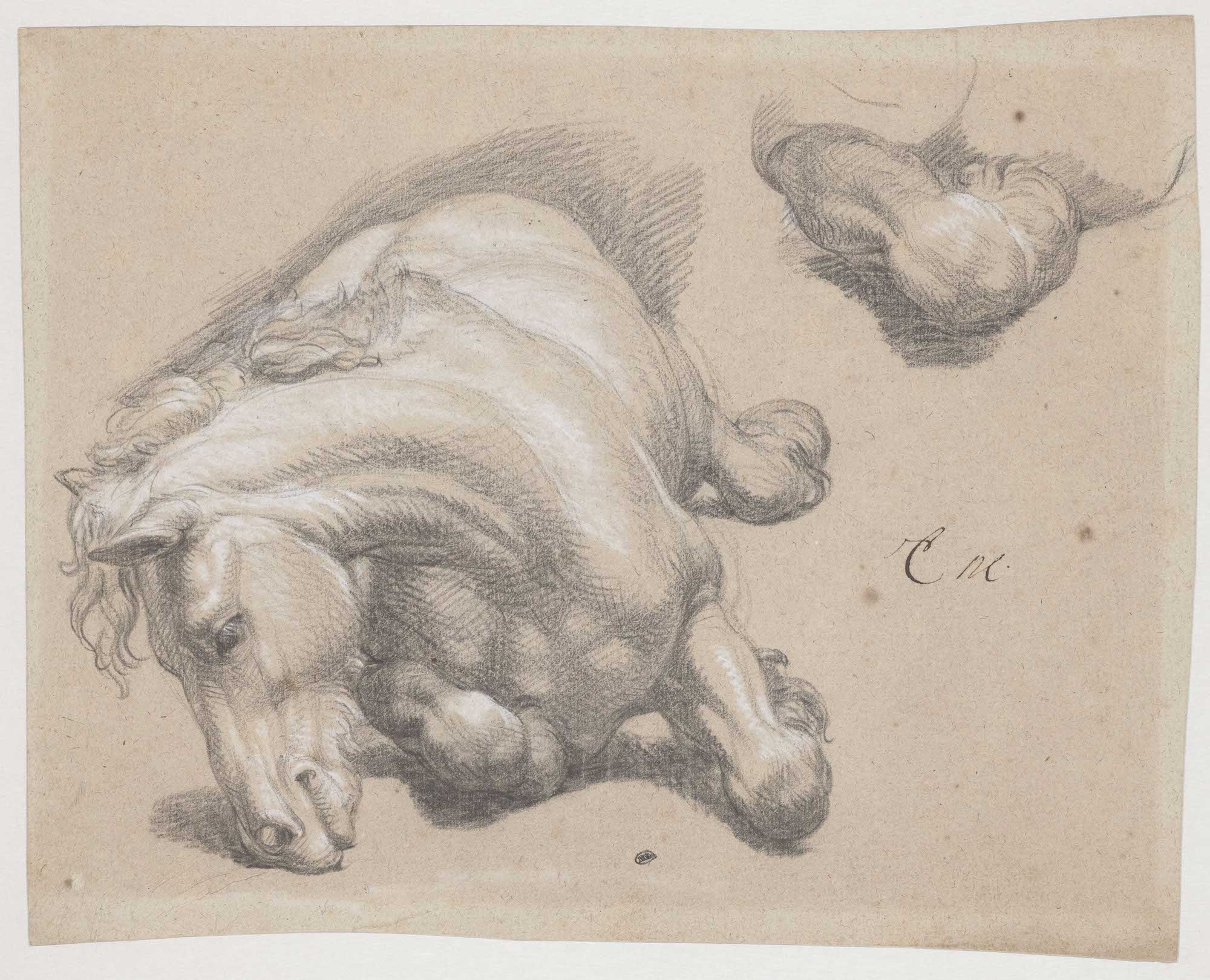 Charles Le Brun (1619-1690), Cheval couché, vers 1660-1670. Pierre noire et rehauts de craie blanche sur papier beige, 26,2 x 33,6 cm. Paris, musée du louvre, département des Arts graphiques. Photo service de presse. © Grand Palais-RMN (musée du Louvre) / Michel Urtado