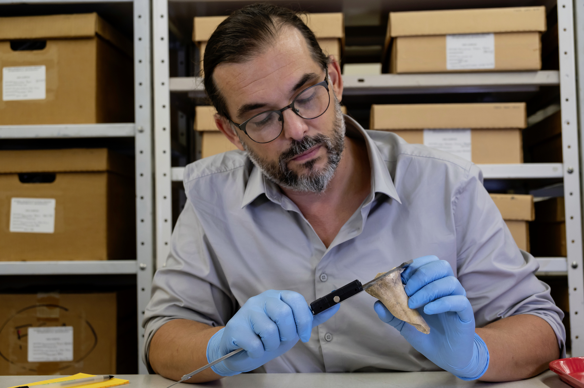 Observation d’ossements archéologiques d’époque coloniale dans le laboratoire d’archéologie environnementale du musée d’histoire naturelle de Floride par Nicolas Delsol. © Jeff Gage, Florida Museum of Natural History