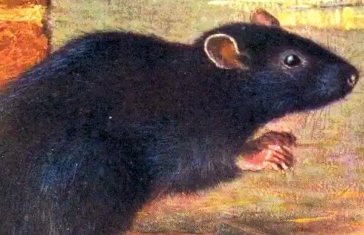 Rattus rattus, le rat noir, dont le rôle a été prépondérant dans la diffusion de la peste sous l’Empire romain : avec le développement du commerce et les bateaux chargés de grains, le rat noir contaminé par la peste (par les puces qu’il portait) a colonisé de nombreux territoires.