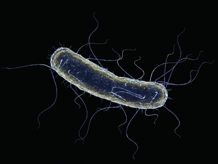 Pathologie inflammatoire chronique de l’intestin, la maladie de Crohn est due à une réaction immunitaire exacerbée contre certaines bactéries de la flore intestinale, comme la souche d’E. coli nommée AIEC (Adherent-invasive Escherichia coli). 