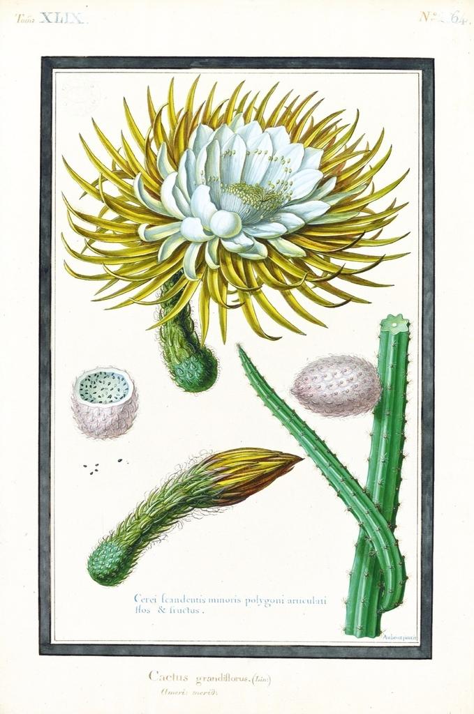 Claude Aubriet, Cerei scandentis minoris polygoni articulati flos et fructus. Cactus grandiflorus (Linné) Amérique méridionale, 1707-42. Gouache sur papier, 46 x 33 cm environ. Paris, Muséum national d’histoire naturelle, collection des vélins, portefeuille 49, folio 64.