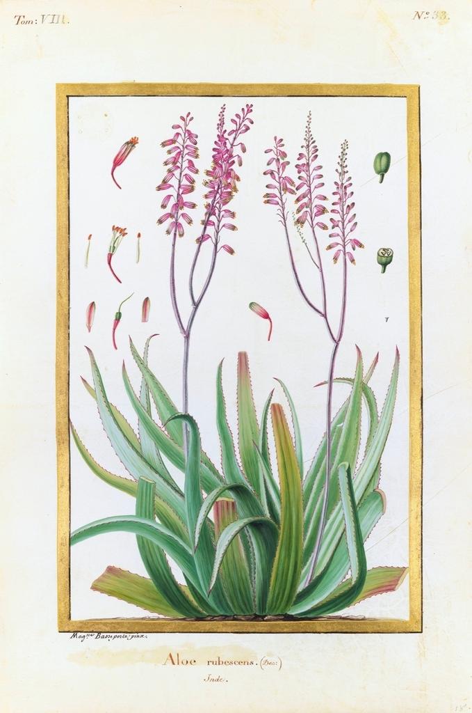 Madeleine de Basseporte, Aloe rubescens (De Candolle) Inde, 1742-80. Gouache sur vélin, 46 x 33 cm environ. Paris, Muséum national d’histoire naturelle, collection des vélins, portefeuille 8, folio 33.