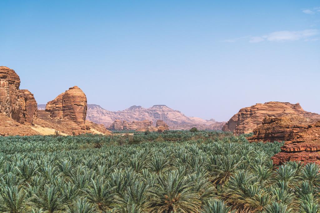 Les palmiers dessinent une mer verte ondoyante, cernée par les majestueux massifs du Hedjaz.