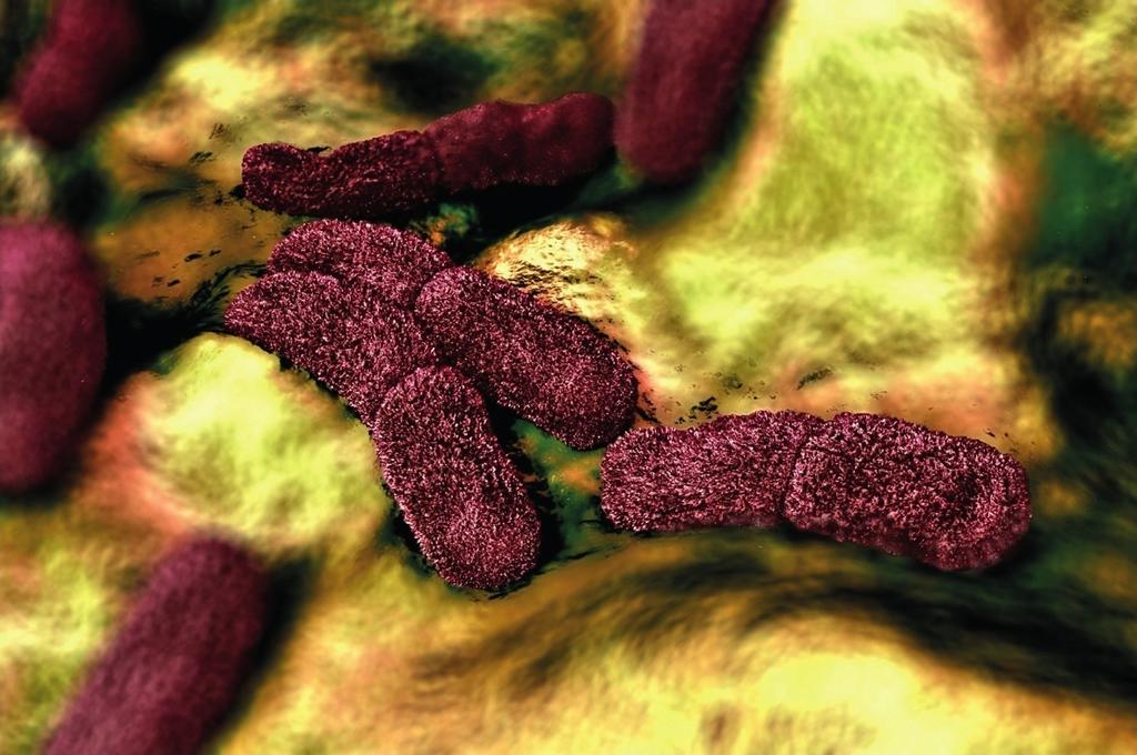 Illustration 3D du bacille de Yersinia pestis.