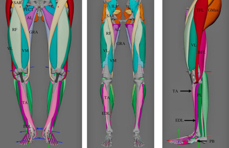 Reconstruction des muscles de Lucy (à gauche) comparée à celle d’un humain actuel (détail).