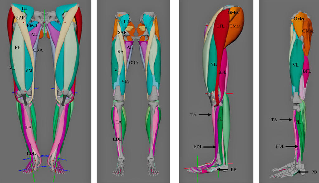 Reconstruction des muscles de Lucy (à gauche) comparée à celle d’un humain actuel.