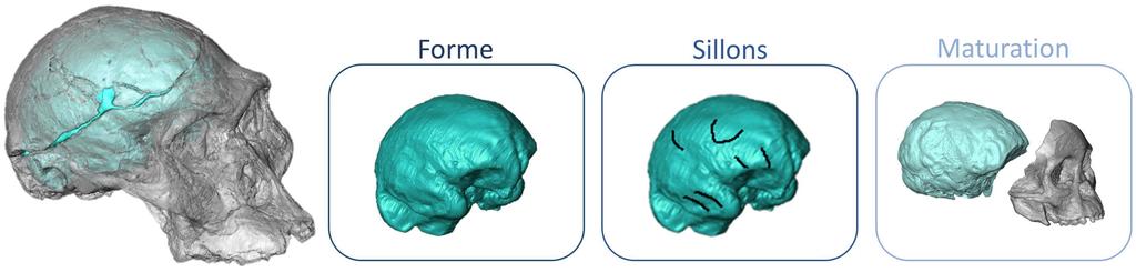 Niveaux de lecture des empreintes cérébrales préservées au sein d’un même fossile. 