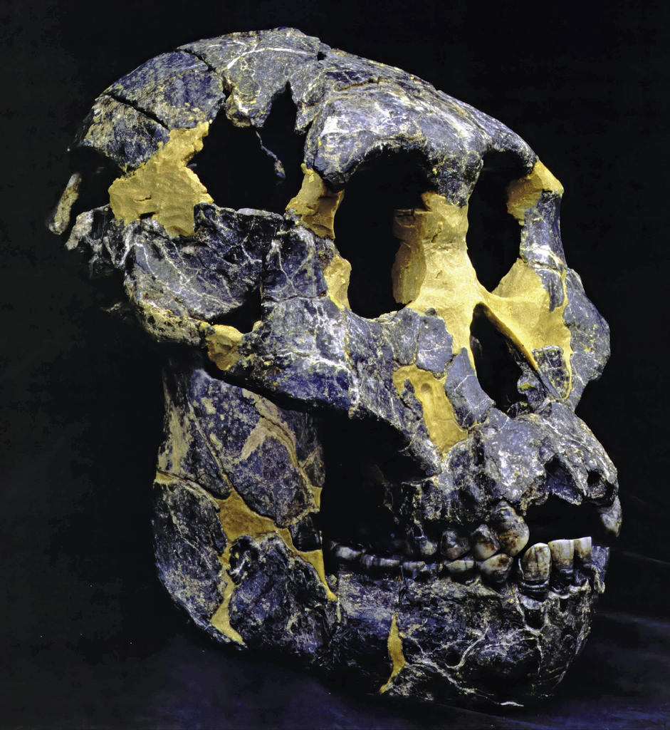 Un des crânes les mieux préservés d’Australopithecus afarensis (A. L. 822-1). 