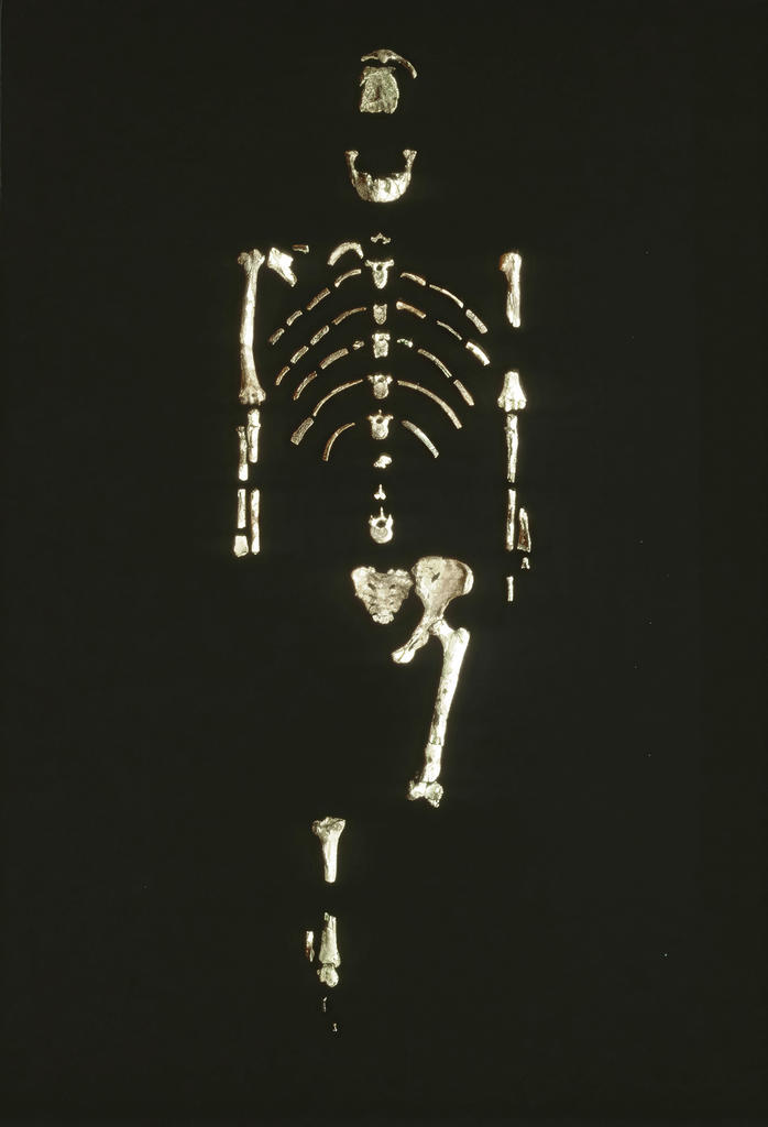 Squelette de Lucy (A. L. 288-1) découvert à Hadar en 1974. 