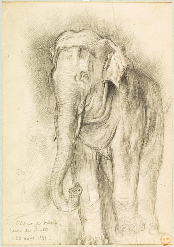 L’Éléphant Bangkok du Jardin des Plantes, (étude préparatoire pour Le Rat et l’Éléphant), 1881, graphite sur papier-calque contrecollé, 30 x 19 cm, Paris, musée Gustave Moreau.