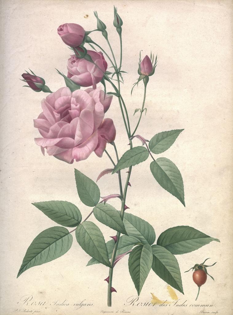 Pierre-Joseph Redouté (1759-1840), Les Roses, planche détachée, 1817-1824. Abbeville, Bibliothèque patrimoniale. 