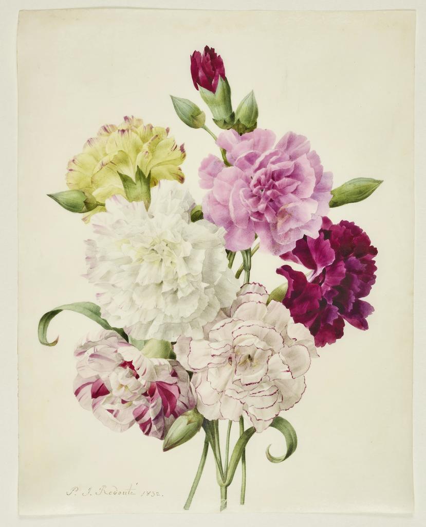 Pierre-Joseph Redouté (1759-1840), Bouquet d’œillets, 1832. Aquarelle, 27 x 21,5 cm. Bruxelles, APR, fonds Comtesse de Frandre : petit album romantique, fol. 22. 