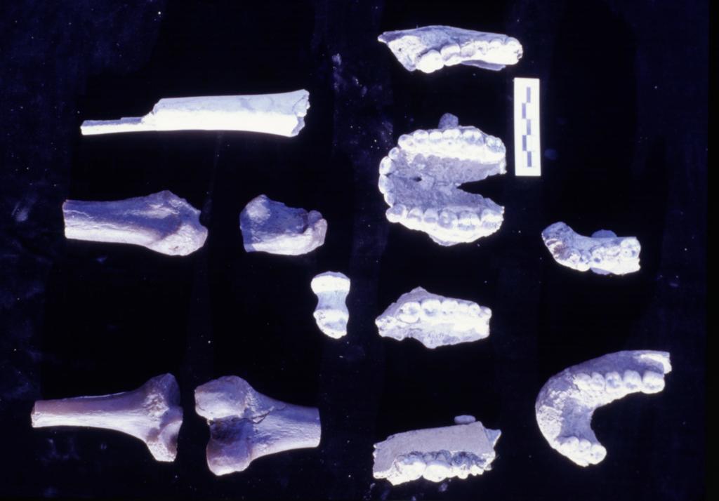 Une partie des restes de A. afarensis découverts en 1974. 