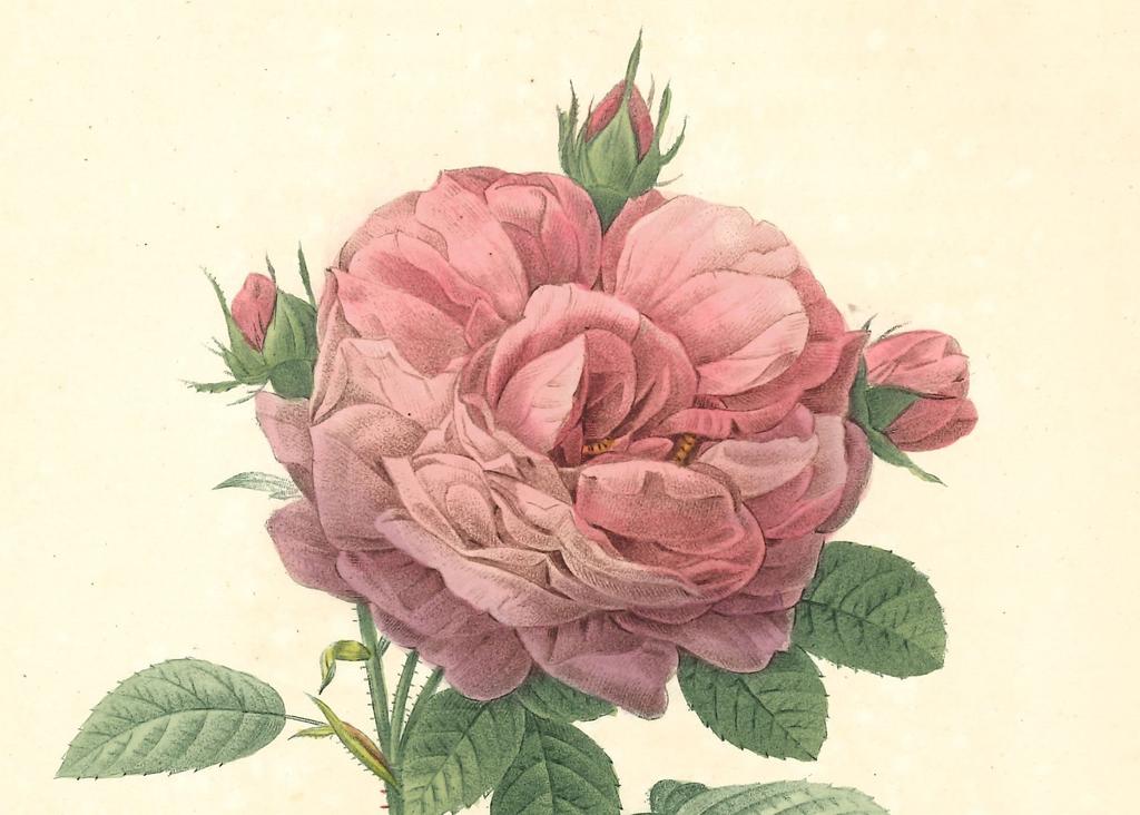 Pierre-Joseph Redouté (1759-1840), Les Roses, planche détachée, Rosier de Provins à fleur gigantesque (détail), 1817-1824. Abbeville, Beffroi Musée Boucher de Perthes-Manessier.