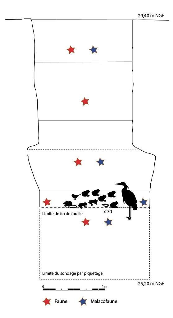 Localisation des différents éléments de faune du puits PUI 230. 