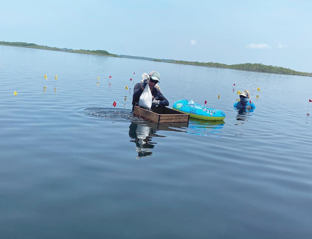 Filtre à eau à Jay-yi Nah, ayant montré la plus ancienne production de sel maya dans le sud du Belize.