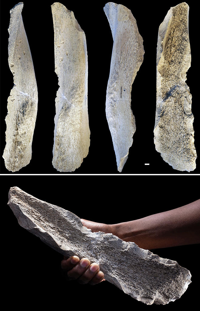 Outil taillé dans un humérus d’éléphant découvert dans le complexe T69 d’Olduvai.