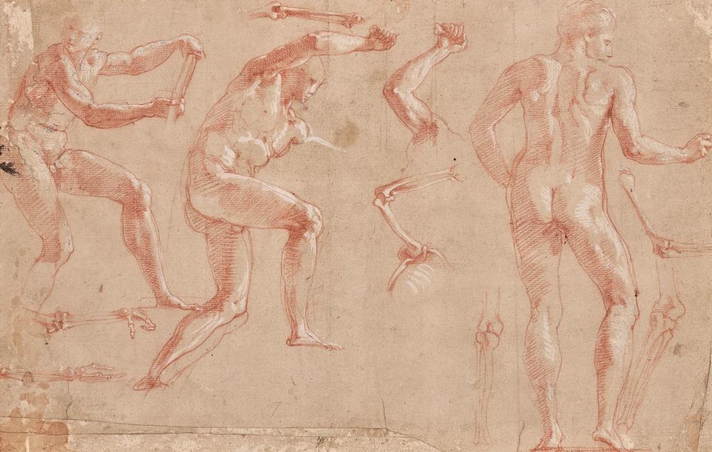 Francesco Primatice (1504-1570), Étude d’anatomie pour Hercule abordant à l’île de Cos et blessé par Chacodon. Sanguine rehaussée de blanc, traces de graphite, 24,6 x 38,8 cm. Vente Paris, Christie’s, 26 mars 2025. Estimé : 40 000/60 000 € Adjugé : 831 600 € (frais inclus).