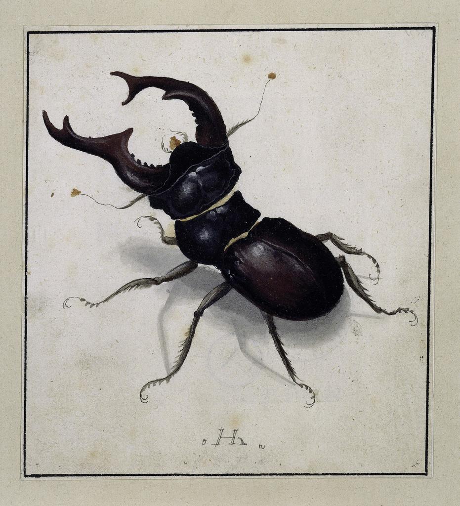 Hans Hoffmann (vers 1545/1550-1591/1592), d’après Albrecht Dürer, Lucane cerf-volant, entre 1574 et 1582. Aquarelle et gouache sur papier, 11,4 x 10,3 cm. Berlin, Staatliche Museen zu Berlin, Kupferstichkabinett. 