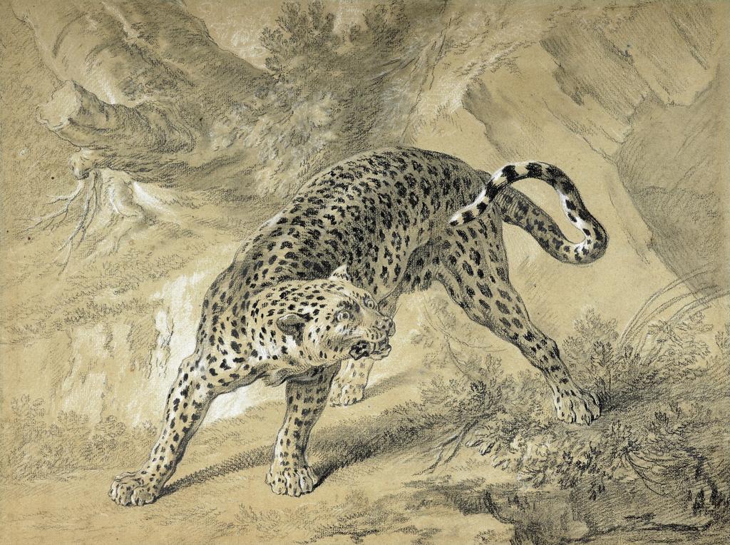 Jean-Baptiste Oudry (1686-1755), Léopard en colère. Pierre noire, estompe et rehauts de craie blanche, 31,5 x 42 cm. Vente Paris, Artcurial, 26 mars 2025. Expert : Cabinet de Bayser. Estimé : 30 000/50 000 € Adjugé : 65 600 € (frais inclus).