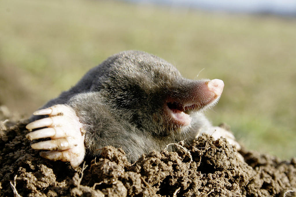 Talpa europaea, la taupe commune de nos jardins.