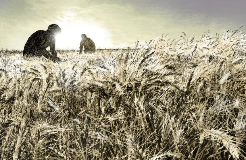 Évocation d'un champ de céréales cultivé par des hommes du Néolithique.