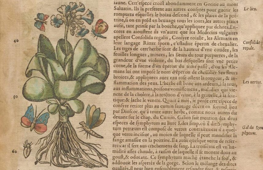 Détail d’une page composée d’une gravure accompagnant du texte.