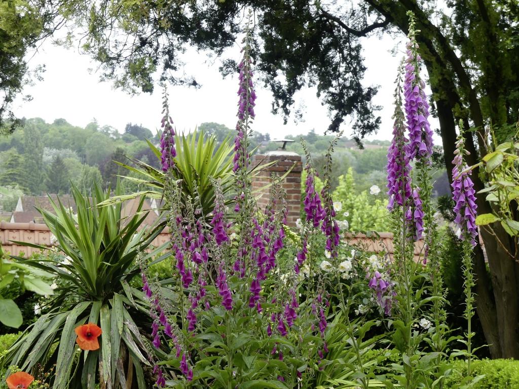 Le jardin de la maison Gachet.
