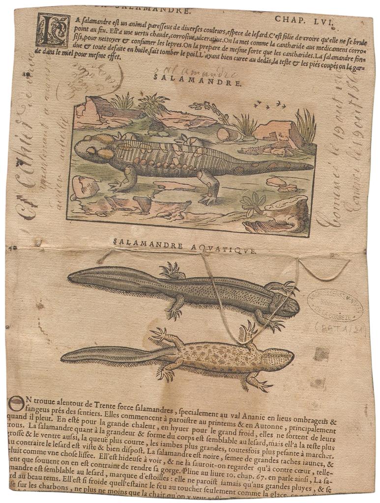 Le feuillet illustré a été découpé par un enfant en vue de son réemploi en couverture d'un petit cahier artisanal. Salamandre, gravure sur bois colorée.