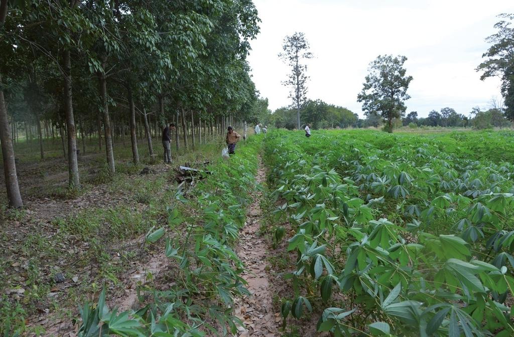 Prospection sur le site de four de grès de Ban Tapang Noy dans le district de Ban Kruat Kruat, en Thaïlande. Le four a été détruit et arasé pour l’implantation d’un champ de manioc, mais de nombreux tessons sont encore visibles en surface, permettant de caractériser la production du four.