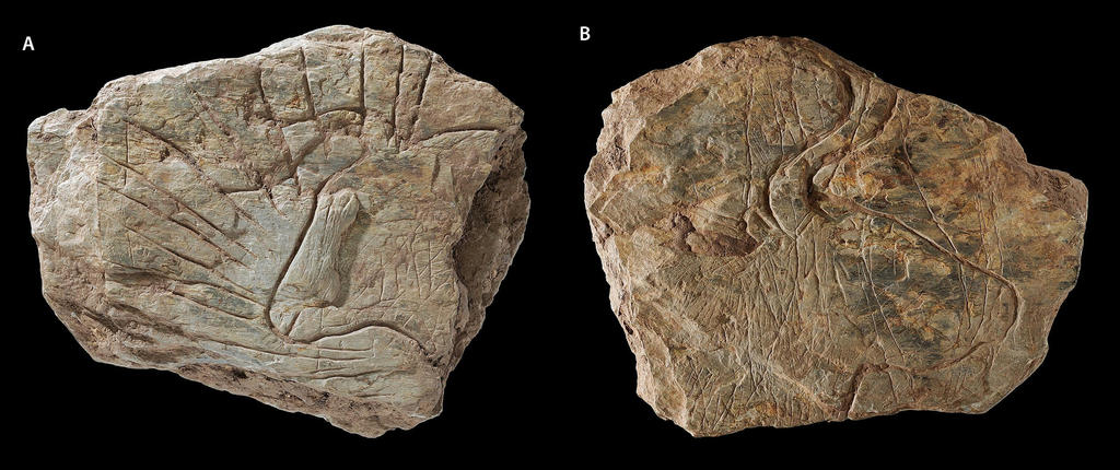Fragment orné sur deux faces. Sur la face A : tête d’un aurochs entourée de traits rayonnants. Sur la face B : tête d’un aurochs. 