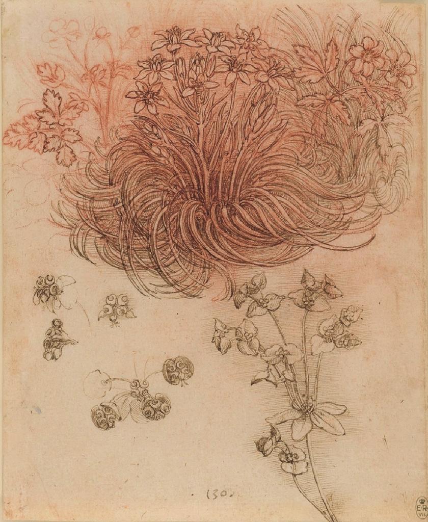 Léonard de Vinci, Étoile de Bethléem, Anémone des bois, Euphorbe Petite Éclaire, vers 1505-1510. Sanguine, plume et encre brune, 19,8 x 16 cm. Windsor Castle, The Royal Collection, Royal Library.