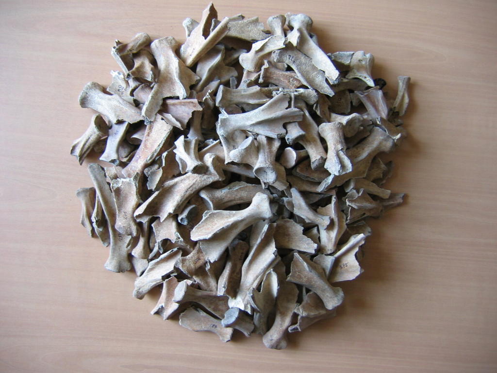 Lot de « palettes » de jeunes porcs consommés lors de festins organisés de manière régulière au IXe siècle avant notre ère à Villiers-sur-Seine (Seine-et-Marne).