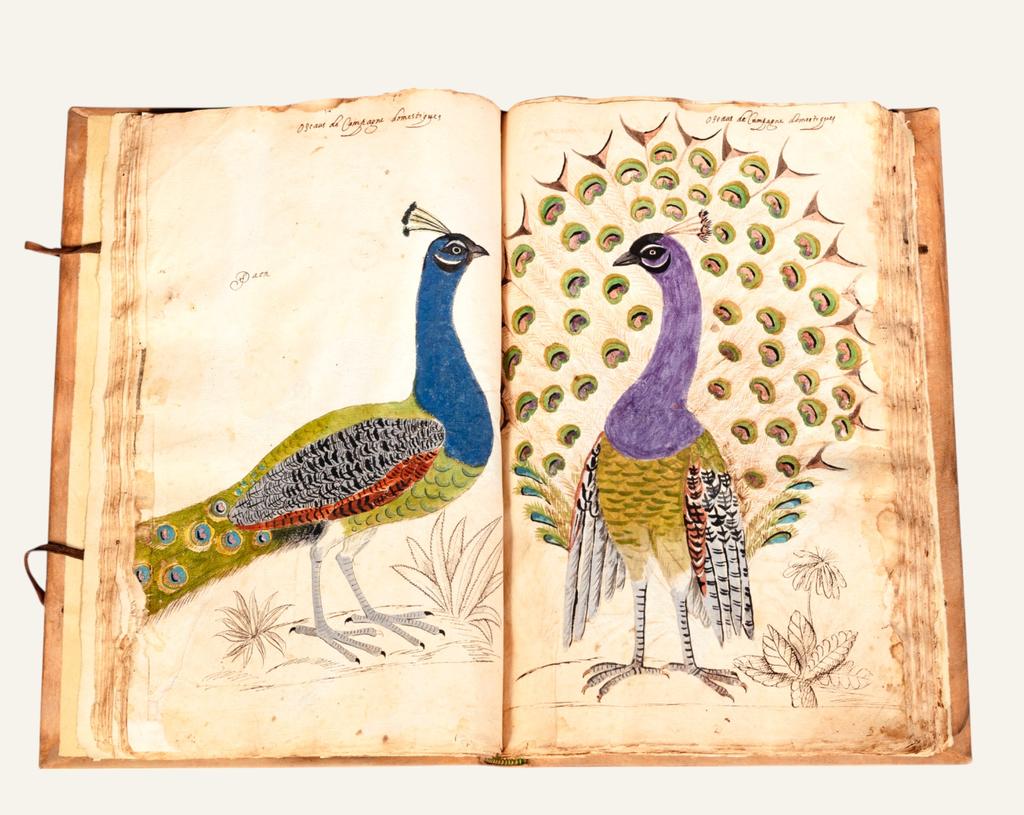 Manuscrit d’ornithologie (XVIIe siècle), dessins de Charles Guay ou Guey, estimé entre 4 000 et 6 000 €. Adjugé : 80 600 € (lot 86). Vente Giquello du 14 mars 2025. Experts : Dominique Courvoisier et Alexandre Maillard. 