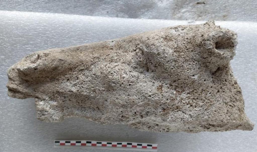 Outre le corps, la tête du cheval de la statue équestre a refait surface. 