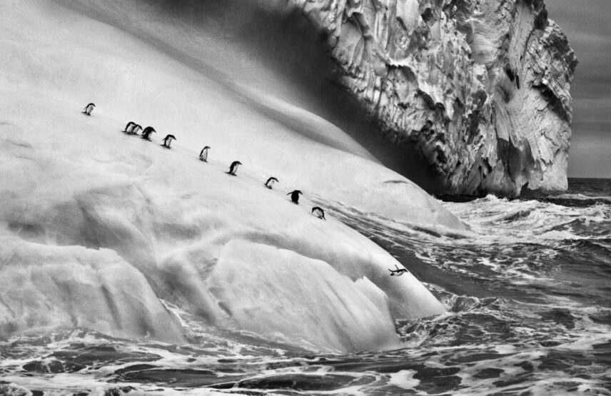 Sebastião Salgado, Manchots à jugulaire (Pygoscelis antarctica) sur un iceberg entre les îles Zavodovski et Visokoi.
