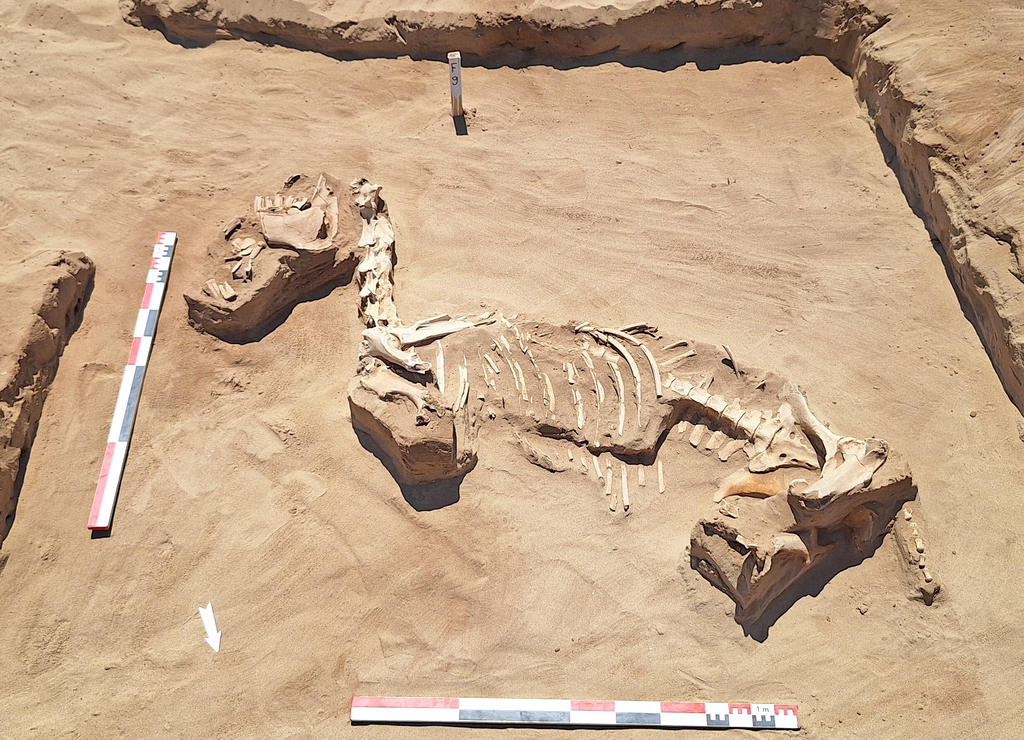 Cheval immolé et démembré inhumé sur la tombe SP 46.