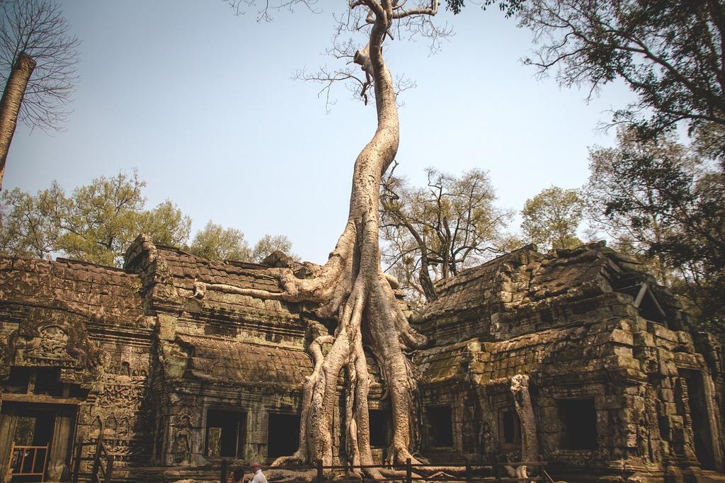 Les temples d'Angkor envahis par les fromagers.