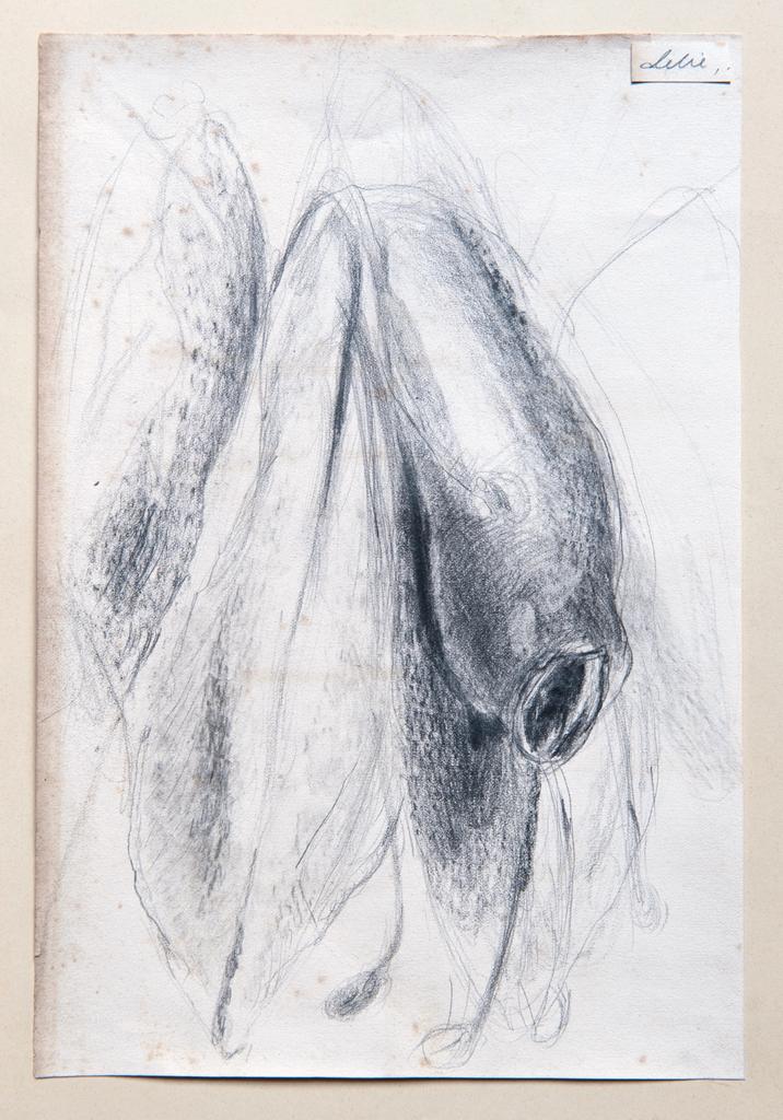 Berlinde De Bruyckere, Lelie, 2017. Crayon sur papier.