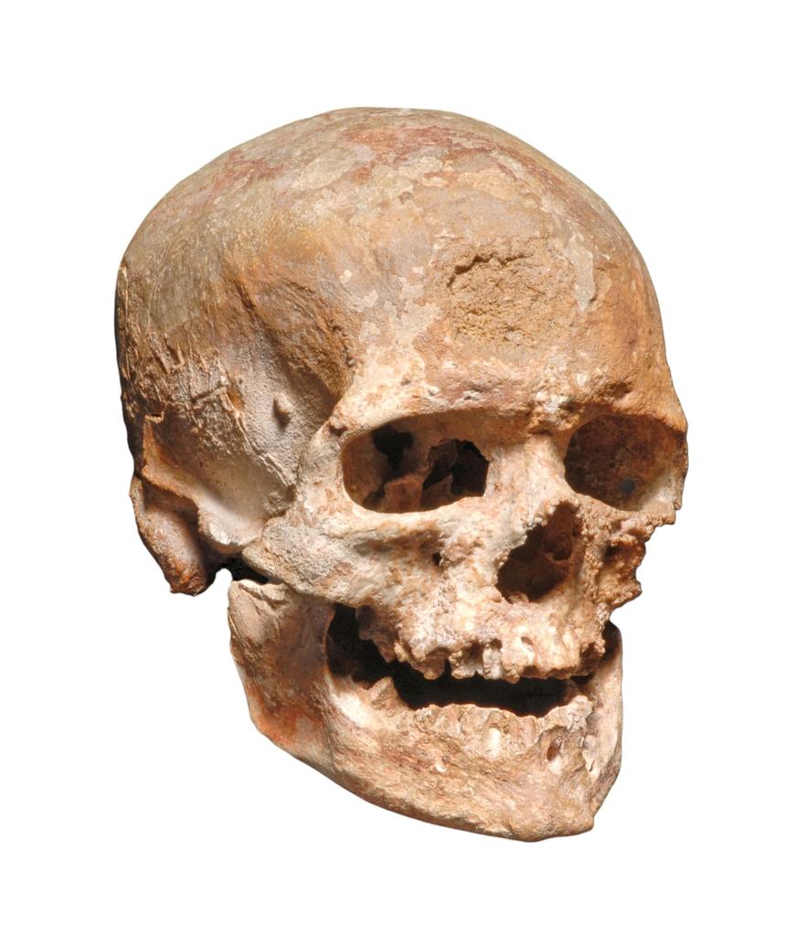 Crâne du « vieillard » de Cro-Magnon 1.
