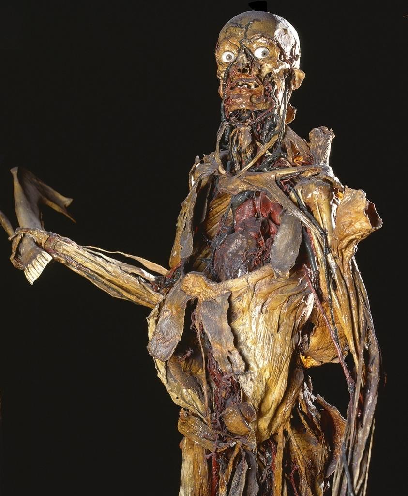 Écorché de Honoré Fragonard. Musée Fragonard de l’École vétérinaire d’Alfort.