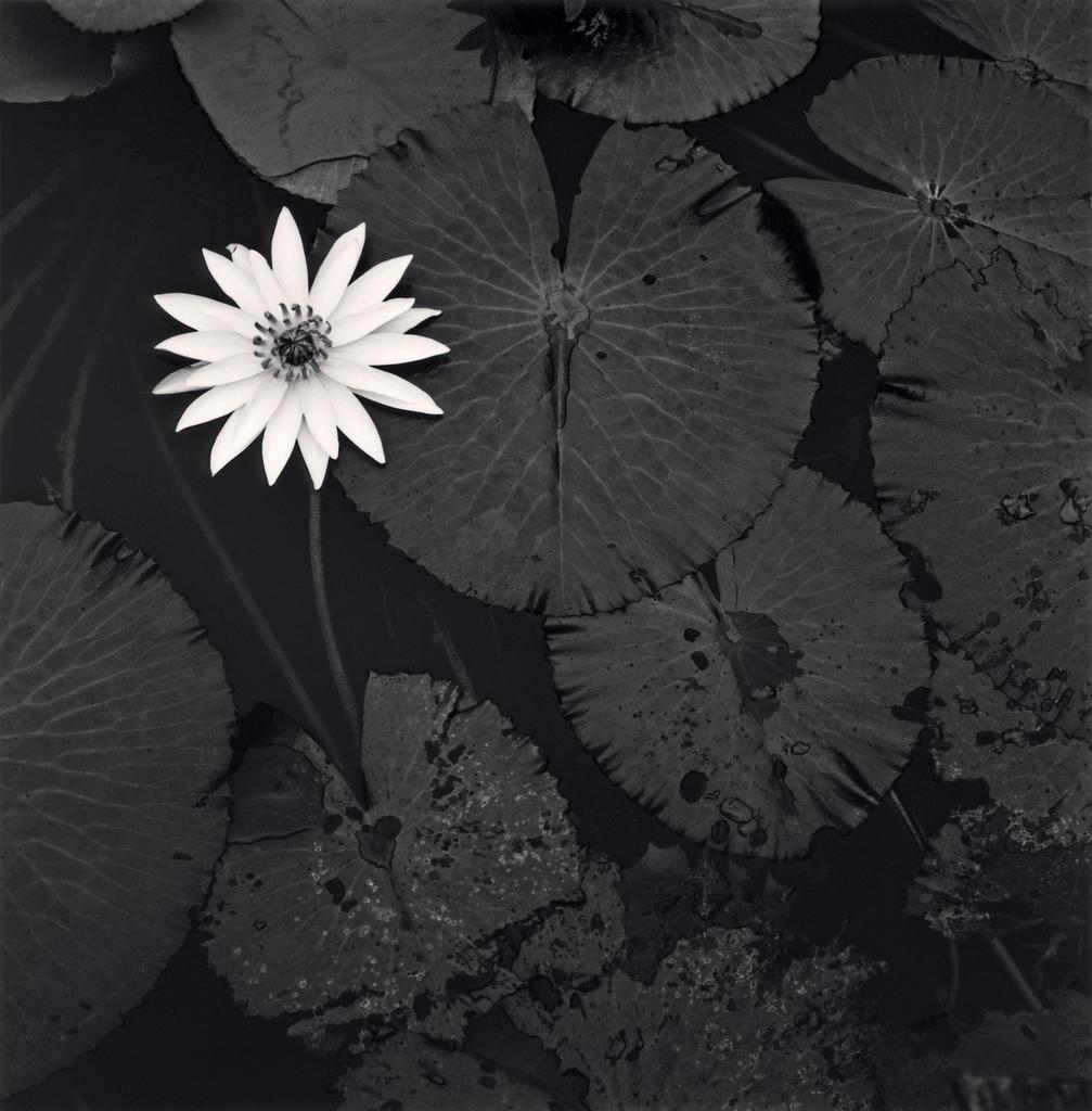 Michael Kenna (né en 1953), Mamta’s Lotus Flower, Ban Viengkeo, Luang Prabang, Laos, 2015. Tirage gélatino-argentique, 20,2 x 19,7 cm. Charenton-le-Pont, Médiathèque du patrimoine et de la photographie. 