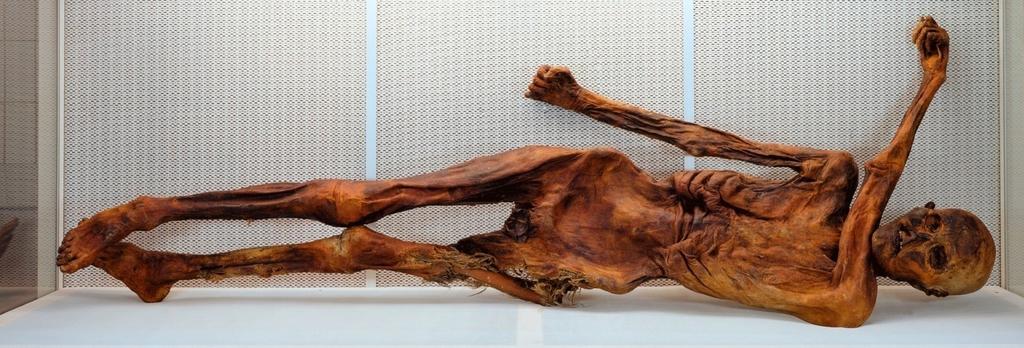 Ötzi ou l’Homme des glaces, momie naturelle du IVᵉ millénaire avant notre ère. Il a été découvert en 1991 à 3 200 m d’altitude. Il est probablement mort d’une flèche reçue dans son épaule gauche. Bolzano, musée archéologique du Haut-Adige.