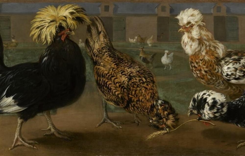 Nicasius Bernaerts, Poules et coqs de diverses espèces dans la cour des Belles poules (détail), vers 1664-1668. Huile sur toile, 47 x 147 cm. Paris, musée du Louvre.