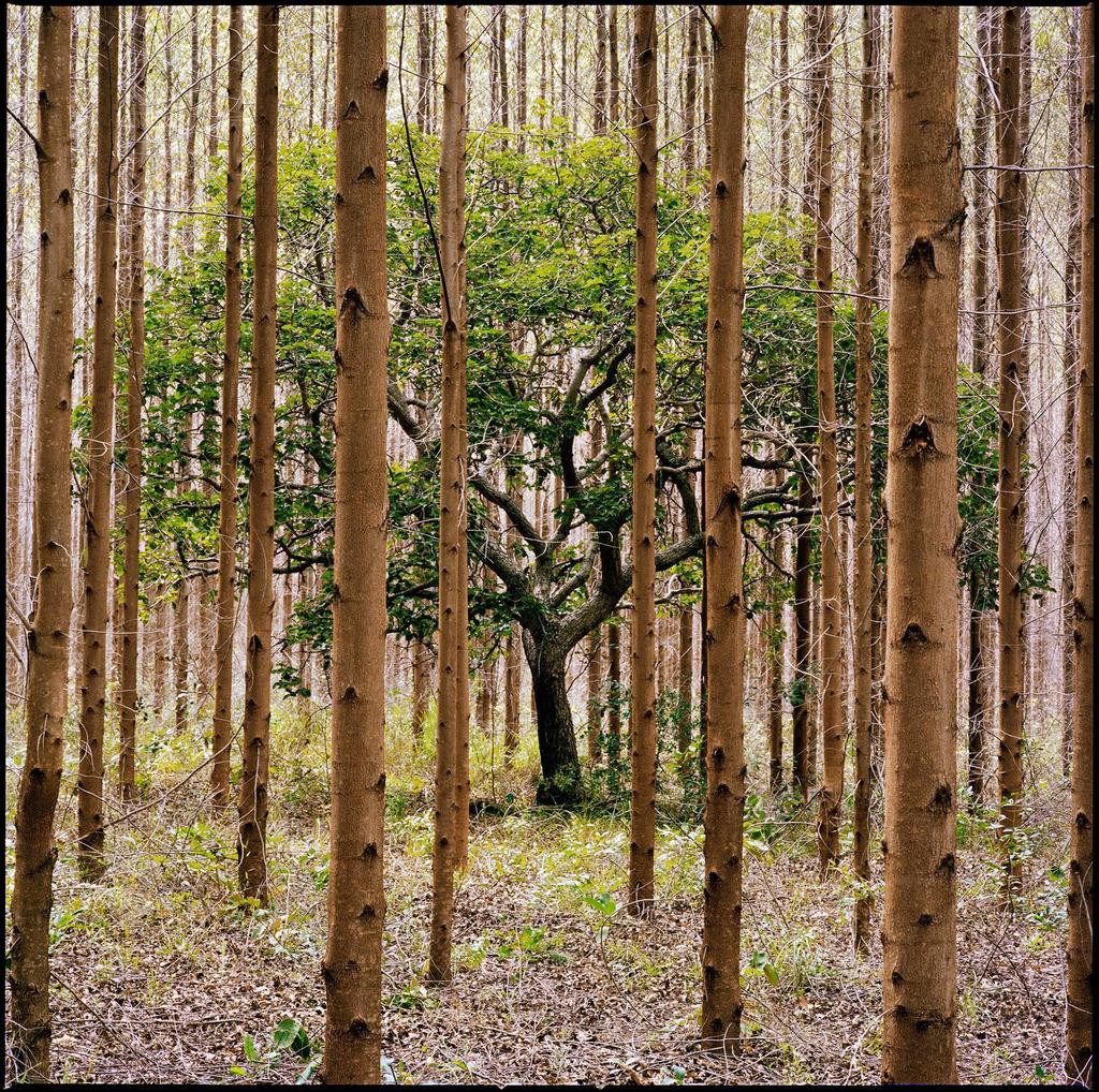 Pedro David (né en 1977), Sufocamento #77, 2012-2017. 