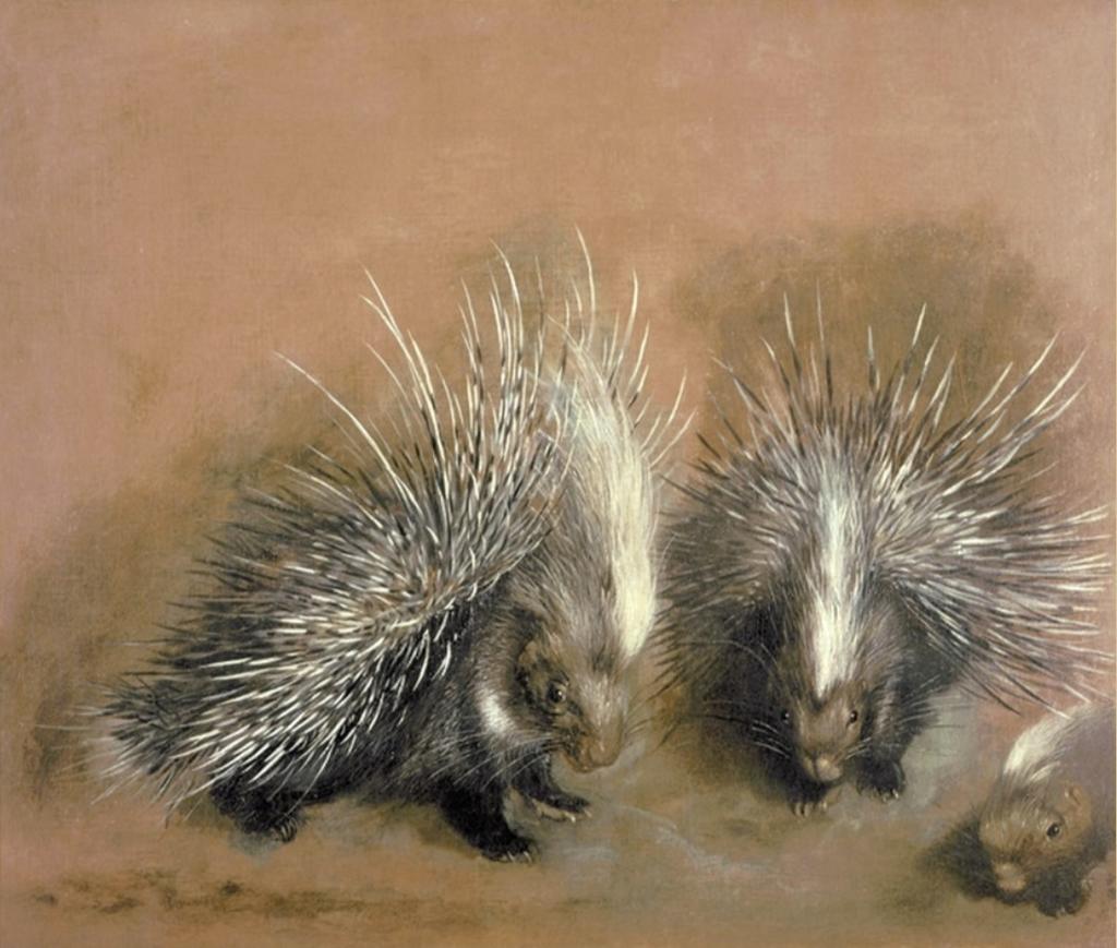 Pieter Boel, Porc-épic, vers 1668-1671. Huile sur toile, 75,2 x 91,3 cm. Rennes, musée des Beaux-Arts.