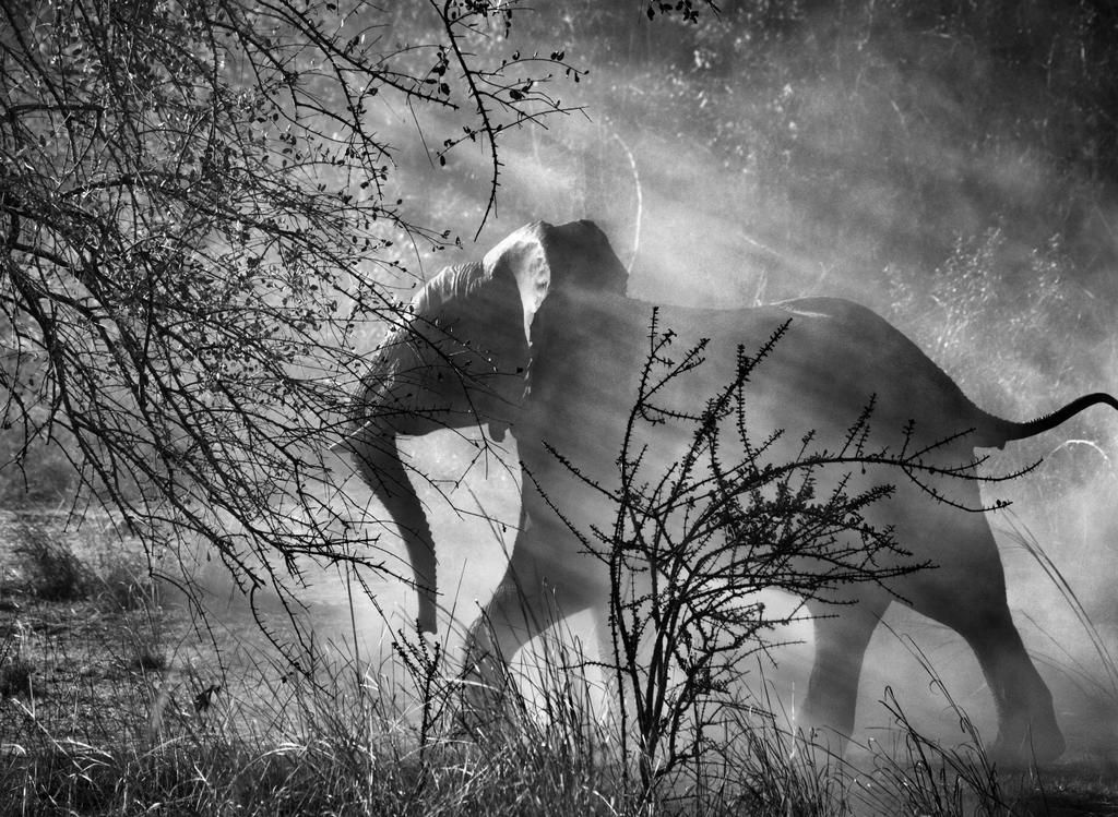 En Zambie, pourchassés par les braconniers, les éléphants (Loxodonta africana) ont peur des humains et des véhicules. Dès qu’ils voient une voiture approcher, ils fuient pour se cacher dans le bush. 