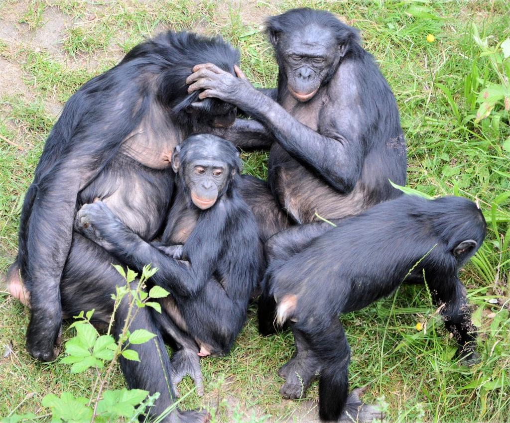 Bonobos.