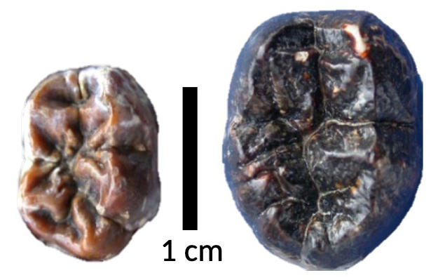 Comparaison de dents (molaires inférieures) de paranthropes à droite et de premiers représentants du genre Homo à gauche. 